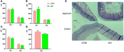 Getting clues from nature: the impact of grass hay on suckling piglets’ gastrointestinal growth and colonic microbiota